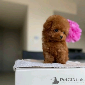 Photo №1. poodle (toy) - for sale in the city of Eš | 310$ | Announcement № 174649