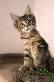 Photo №1. maine coon - for sale in the city of St. Petersburg | 476$ | Announcement № 9468