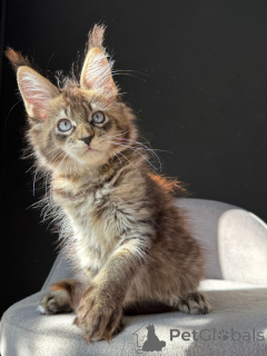 Photo №1. maine coon - for sale in the city of Berlin | negotiated | Announcement № 154918