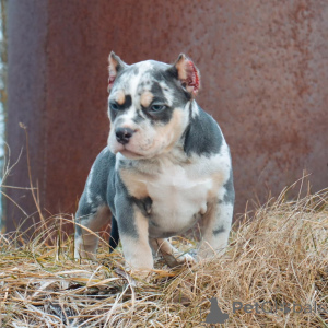 Photo №1. american bully - for sale in the city of Bremen | 940$ | Announcement № 147456
