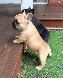 Photo №2 to announcement № 168394 for the sale of french bulldog - buy in Germany breeder