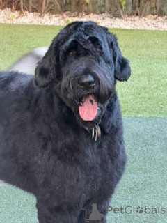 Photo №3. Lovely Giant Schnauzer Puppies. Estonia