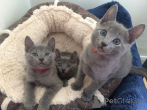 Photo №1. russian blue - for sale in the city of Эспоо | negotiated | Announcement № 85440