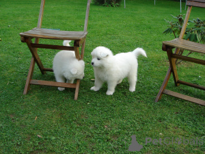 Photo №4. I will sell samoyed dog in the city of Skellefteå. private announcement, breeder - price - 929$