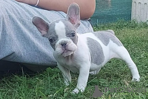 Photo №3. French bulldog puppies. Serbia