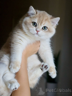 Photo №1. british shorthair - for sale in the city of Höfn | 650$ | Announcement № 159566