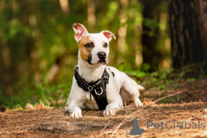 Photo №4. I will sell non-pedigree dogs in the city of Москва.  - price - Is free