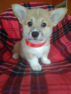 Photo №2 to announcement № 1532 for the sale of welsh corgi - buy in Russian Federation from nursery