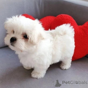 Photo №2 to announcement № 174979 for the sale of maltese dog - buy in Germany private announcement