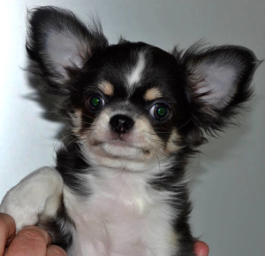 Photo №2 to announcement № 1457 for the sale of chihuahua - buy in Russian Federation private announcement, breeder