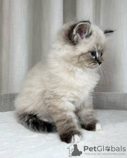 Photo №4. I will sell siberian cat in the city of Bromarf. private announcement - price - 402$