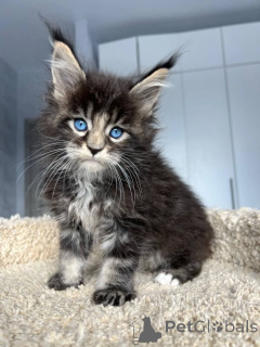 Photo №2 to announcement № 167927 for the sale of maine coon - buy in Hungary private announcement, breeder