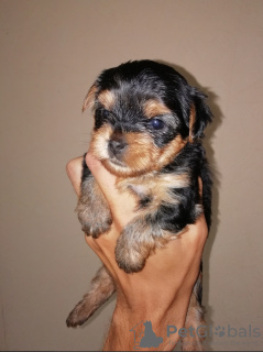 Photo №3. Yorkshire Terrier babies are available for reservation. Sell. Lithuania