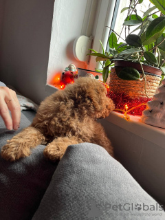 Photo №3. Mini Poodle. Serbia