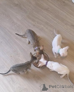 Photo №1. oriental shorthair - for sale in the city of Chemnitz | 361$ | Announcement № 177971