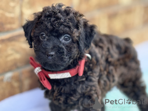 Photo №1. maltipu - for sale in the city of Bayerbach Bei Ergoldsbach | 847$ | Announcement № 150167