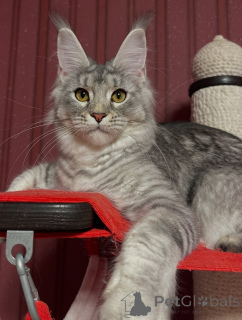 Photo №3. Cuteness overload in fur form meet Milo, the joy machine!. Austria