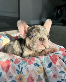 Photo №2 to announcement № 150648 for the sale of french bulldog - buy in Germany from the shelter, breeder