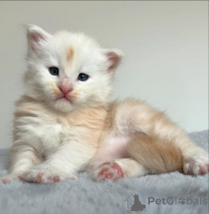 Photo №2 to announcement № 159897 for the sale of maine coon - buy in Lithuania private announcement