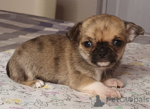 Photo №4. I will sell chihuahua in the city of Москва. from nursery, breeder - price - 334$