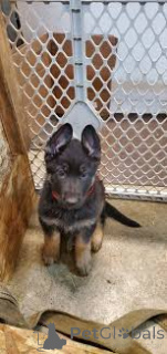 Photo №2 to announcement № 165788 for the sale of german shepherd - buy in Italy private announcement, breeder