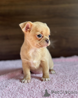 Photo №3. Julianna chihuahua puppies in Australia