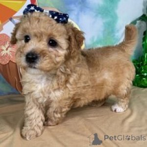 Photo №2 to announcement № 172244 for the sale of poodle (toy) - buy in Germany private announcement