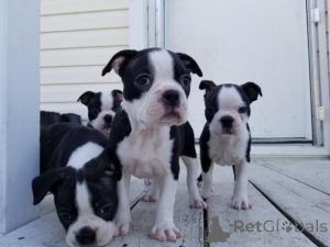 Photo №1. boston terrier - for sale in the city of Bruges | 774$ | Announcement № 160500