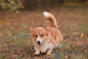 Photo №3. Susanna Minasyan in Russian Federation. Announcement № 137189