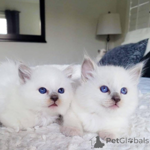 Photo №2 to announcement № 172963 for the sale of  - buy in Netherlands private announcement