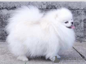 Additional photos: Pomeranian Spitz puppies