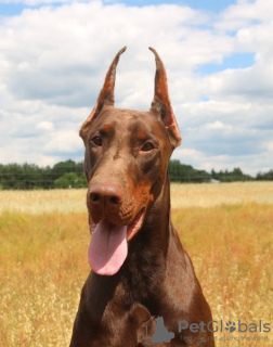 Photo №3. Dobermann Puppies FCI - top combination. Poland