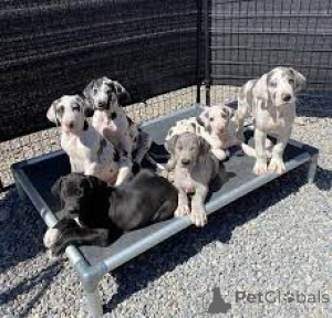 Photo №1. great dane - for sale in the city of BELFAST | 826$ | Announcement № 164217