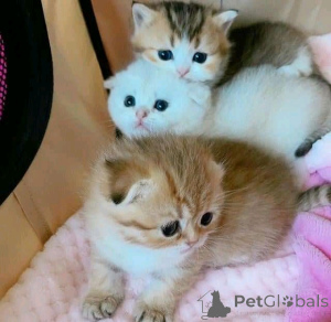 Photo №3. Rare Breed Munchkin kittensBusiness Whatsapp 12295825241. Finland