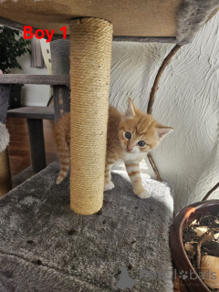 Photo №2 to announcement № 144497 for the sale of maine coon - buy in Austria breeder