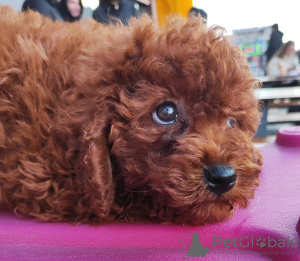 Photo №1. poodle (toy) - for sale in the city of Kiev | 753$ | Announcement № 129191