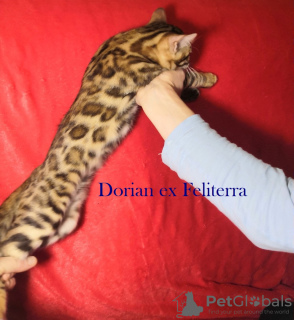 Photo №2 to announcement № 8147 for the sale of bengal cat - buy in Russian Federation private announcement, breeder