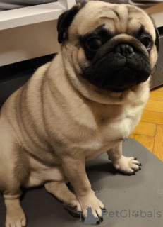 Photo №1. pug - for sale in the city of Radom | 200$ | Announcement № 136043