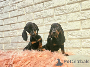 Photo №2 to announcement № 160304 for the sale of dachshund - buy in Finland private announcement