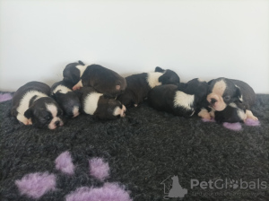 Photo №3. Boston terrier kennel. Serbia