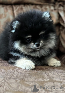 Photo №1. pomeranian - for sale in the city of Антверпен | negotiated | Announcement № 119903