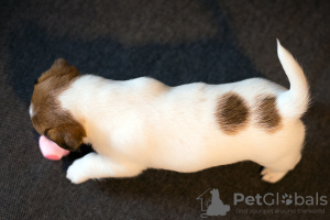 Additional photos: Pedigree puppy Jack Russell Terrier