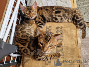 Photo №3. bengal kittens. Germany