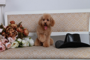 Photo №1. poodle (toy) - for sale in the city of Barnaul | Negotiated | Announcement № 5014
