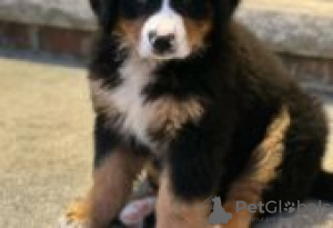 Photo №1. bernese mountain dog - for sale in the city of Berlin | Is free | Announcement № 126902