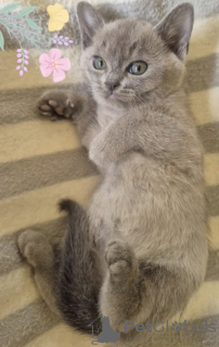 Photo №1. burmese cat - for sale in the city of Wels | negotiated | Announcement № 132128