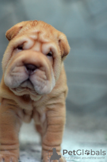 Photo №1. shar pei - for sale in the city of Helsinki | 946$ | Announcement № 12626