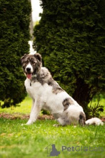 Additional photos: The Caucasian wolfhound is in good hands.