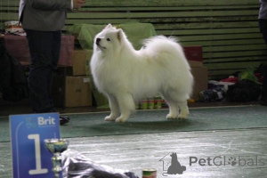 Photo №1. samoyed dog - for sale in the city of Leverkusen | 376$ | Announcement № 149043