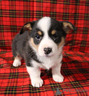 Photo №1. welsh corgi - for sale in the city of Union City | 500$ | Announcement № 63531